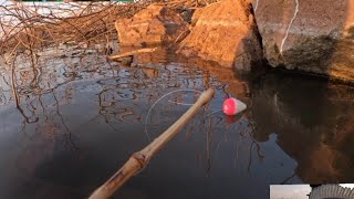Pescaria de tucunaré e Piau no bambuzinho,Rio turvo. fiz tucunaré frito fresquinho 