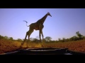 Giraffe Drinking Africa