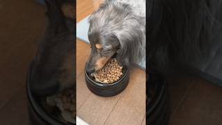 シアルマリンとささみジャーキーの朝ごはん🐶 #ミニチュアダックスフンド #癒し #朝ごはん
