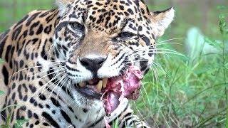 Ist Schwarzer Panther Eigentlich Ein Begriff Fur Schwarze Leoparde Und Schwarze Geparde Gibt Es Schwarze Geparde Tiere Mode