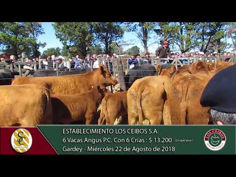 22-08-18 Venta de Vientres A.A. y P.H. - P.P., P.C. y P.R. - Estab. Los Ceibos S.A. - Gardey