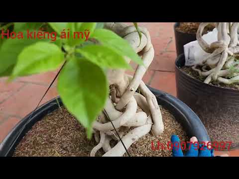 15/5/22 Hoa giấy bướm tim siêng hoa lh:0907926997