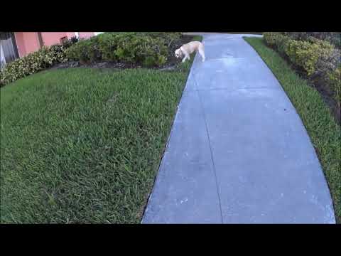 Lerner and Pooch - Small Breed Training video.
