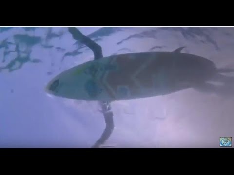 Aussie/Ozzie Surfing - Surfing with Sharks featuring Australian surf rock by Playboys #sharksurfing