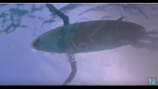Aussie/Ozzie Surfing - Surfing with Sharks featuring Australian surf rock by Playboys #sharksurfing