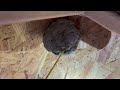 Small Yellow Jackets Nest Found in the Playhouse in Lawrence Township, NJ