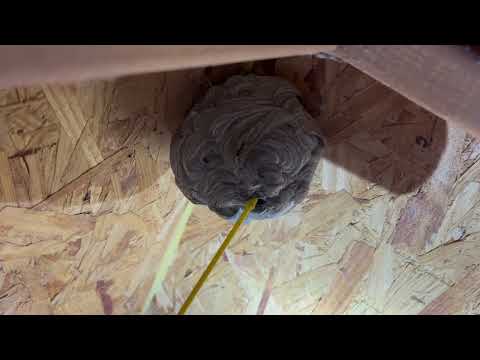 Small Yellow Jackets Nest Found in the Playhouse in Lawrence Township, NJ