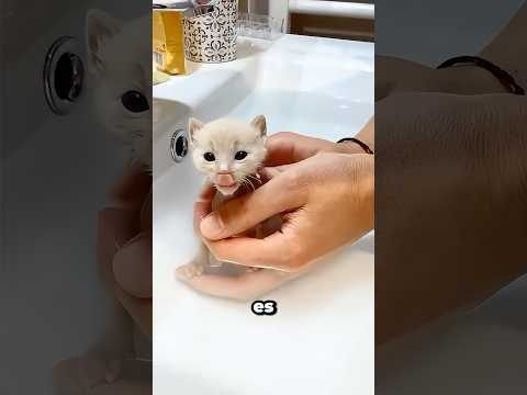 She thought it was a normal cat until it grew up 🥹