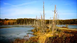 Olivia Newton John   Me and Bobby McGee