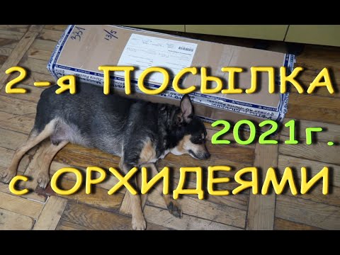 2-я ПОСЫЛКА с РОСКОШНЫМИ сортами ОРХИДЕЙ:"Ву-Ду",бабочка ph. Sogo Diamond;phal. 'Voo Doo',2021.