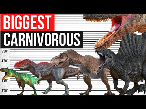 Largest land Carnivorous Dinosaurs That Ever Lived | Size Comparison