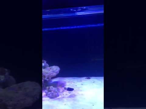 180g reef tank at 2 month. Mike lemming entry