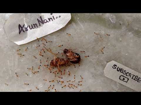 how to record time lapse video ||asus mobile || how to record time lapse video