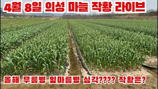 4월 8일 의성 마늘 작황 현재 습해 피해로 고생을 한다고 하는데?!?!?!