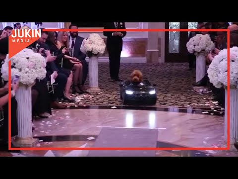 Dog Drives Down Wedding Aisle in Tiny Toy Car