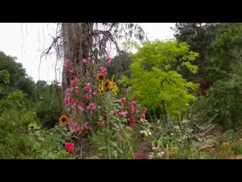 FLOWERS FROM JANET'S PARADISE - ERNESTO CORTAZAR - TOGETHER