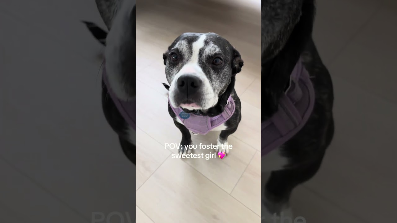 Enlarge Joy, a ADOPTABLE mixed breed in Burbank, CA video 6/6