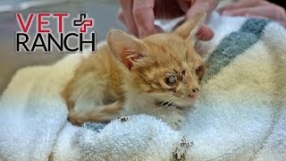 The Saddest Kitten You&#39;ve Ever Seen