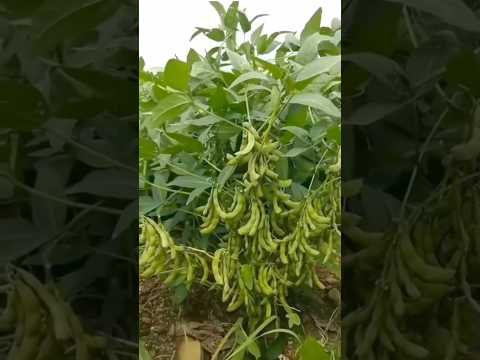 7972334422 WhatsApp me for more inquiries soybean expert 55 seed available ​⁠@agriguruji3537