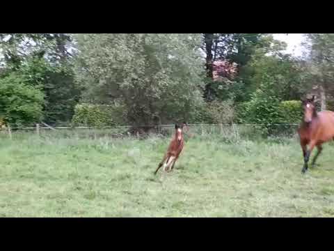 Cornet Corazon - Cornet Obolensky