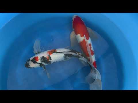 202110 SP-A612 Yamasan Yonsai Longfin Showa and Kohaku 61 cm WYSIWYG