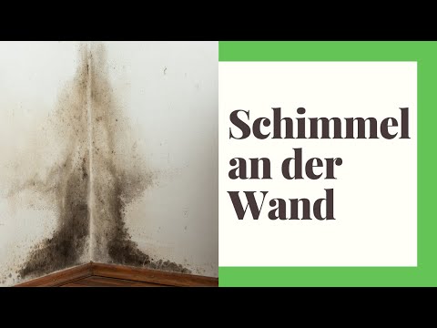 Mold on the wall (causes and solutions)
