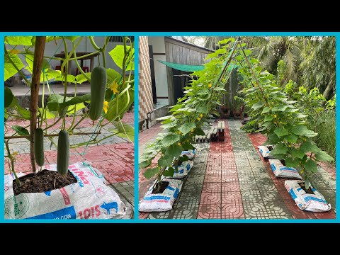 , title : 'Trồng dưa chuột trông bao tải đã sử dụng | Growing cucumbers with old containers | Peaceful Garden'