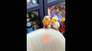This conure is a very bossy parrot. #parrots #birds #parrot #pets