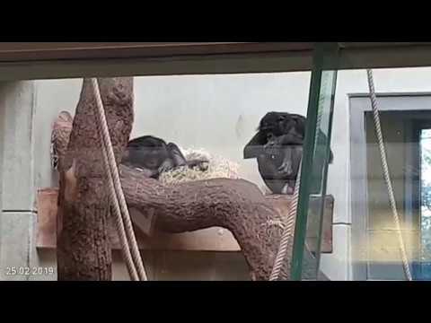 25.02.2019 - Bili Zoo-Wuppertal