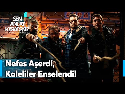 Kalelilerin greyfurt operasyonu | Sen Anlat Karadeniz Yeniden...