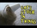 Cats Getting Stuck In Things 2016 NEW