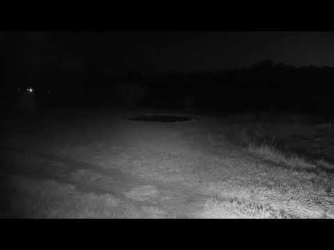 Djuma: Side-striped Jackal gets spooked and takes off fast - 05:50 - 06/13/21