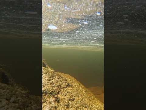 Grabación #acuaticos del #lagodelastruchas #cordoba #lacumbrecita #argentina #nature #altascumbres