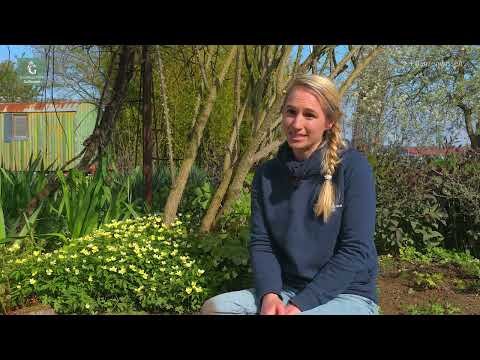 Pflanzenwissen »Zwiebelblumen im Frühjahr«