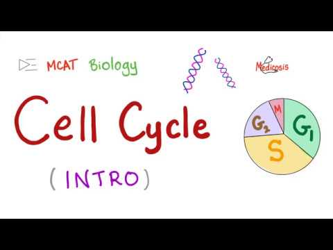 Cell Cycle | Biology MCAT - YouTube