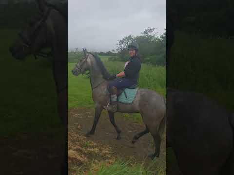 Potential Eventer/All rounder - Image 2