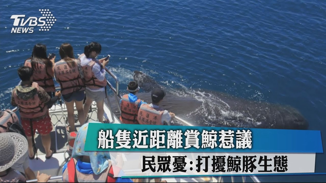 船隻近距離賞鯨惹議　民眾憂：打擾鯨豚生態