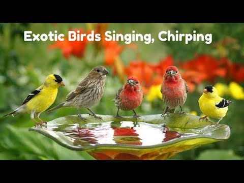 Incredible Jungle Sounds 8K - Exotic Birds Singing in Tropical Rainforest  //