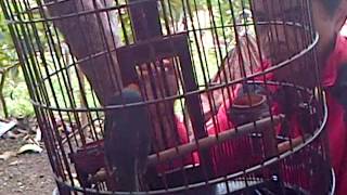 Download lagu Anis Gunung Batu menggila mp3 Download lagu Anis Gunung Batu menggila mp3