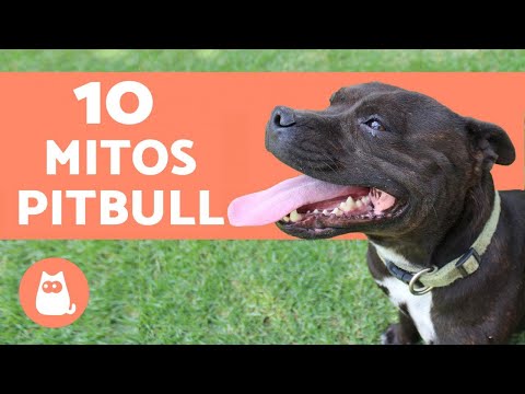 10 Myths about Pit Bulls that you need to stop believing