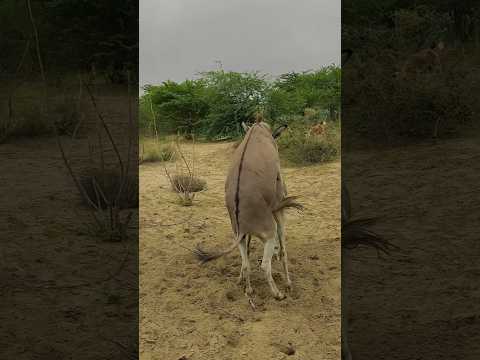 donkey Short viral #funny #success #trending #foryou #viral #shorts #pets