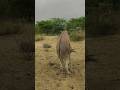 Donkey Short Viral Funny Success Trending Foryou Viral Shorts Pets