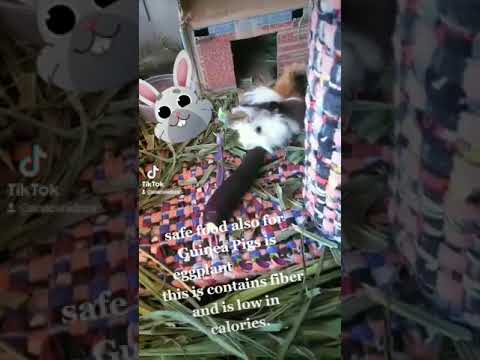 YouTube video about: Can guinea pigs eat eggplant?