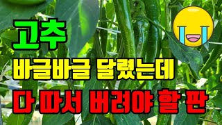 고추 바글바글 달리고 병도없고 너무 좋아요 그런데 이것 때문에 폭망하게 생겼어요.