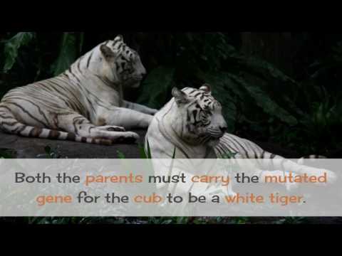 18 Facts You Must Know About White Tiger