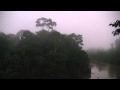 Dawn-2, Amazon Rain Forest. Перед рассветом, дождевой ...