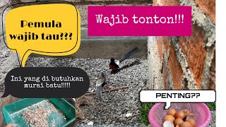 Download lagu PENTINGNYA !!kalsium , dalam ternak murai batu ,begini caranya?? mp3