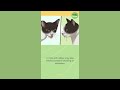 How To Tell If A Cat Has Rabies
