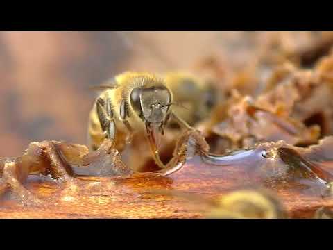 Marcos Juárez: Jornada de polinización en soja con abejas