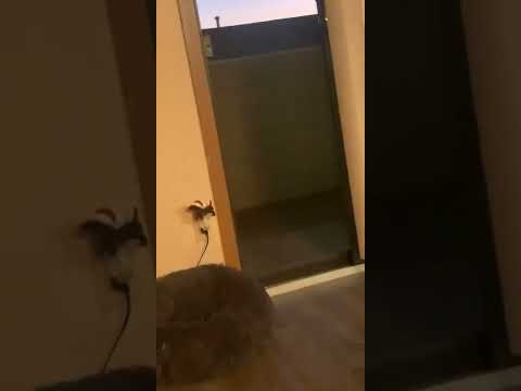 My Cat Thinks He’s a Ninja When Climbing the Screen Door